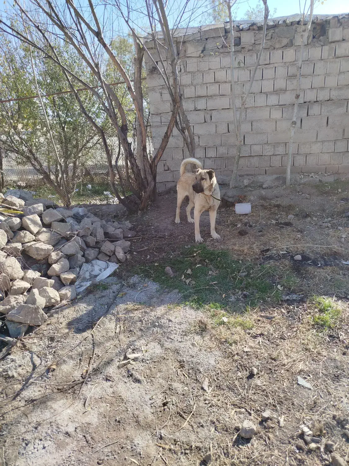 مشکین شهر|سگ|قصابه, |دیوار