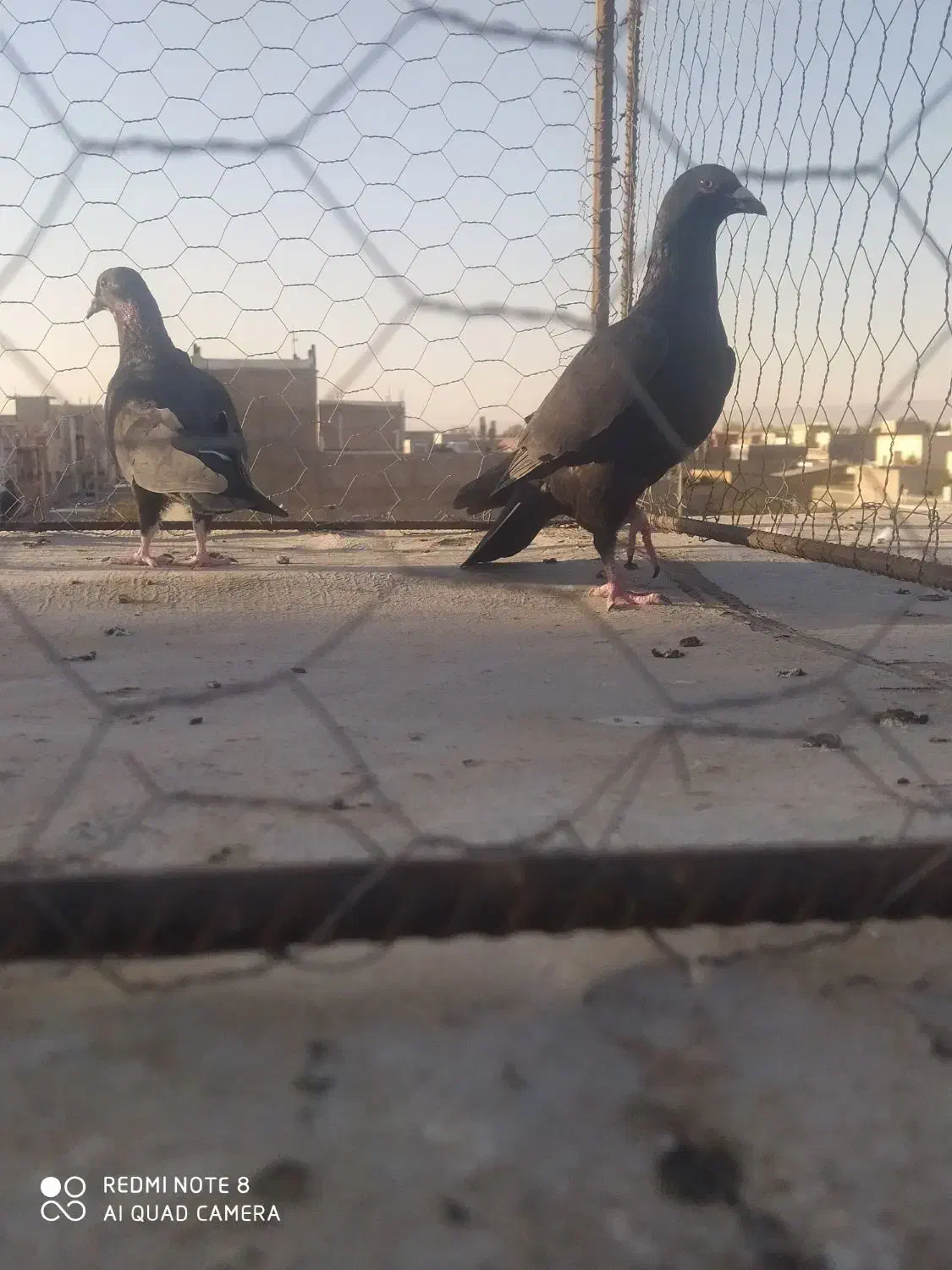 سه عدد کبوتر گرفتنی نر|پرنده|اقبالیه, |دیوار