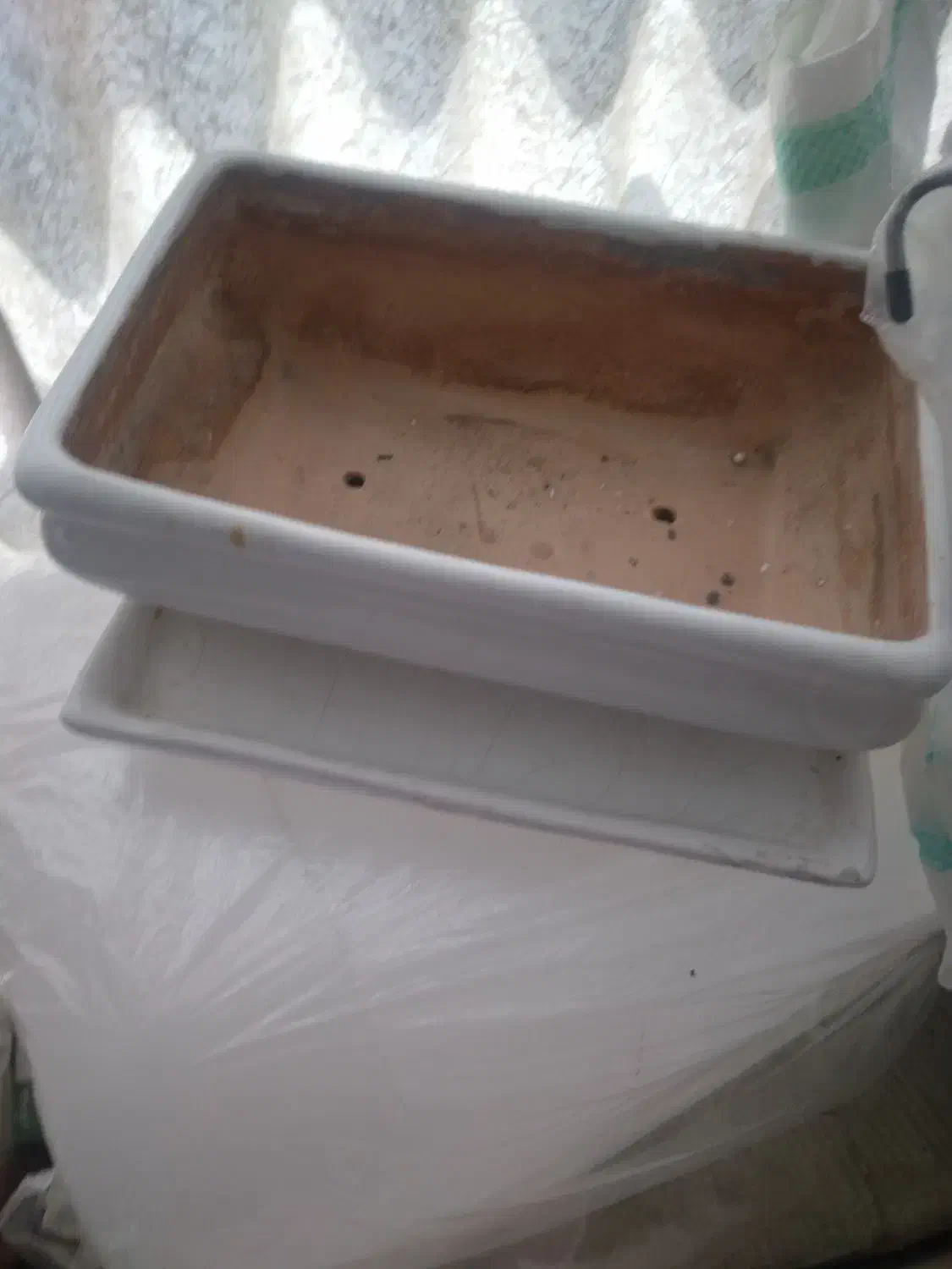 گلدان|گل و گیاه طبیعی|تهران, تهران‌ویلا|دیوار