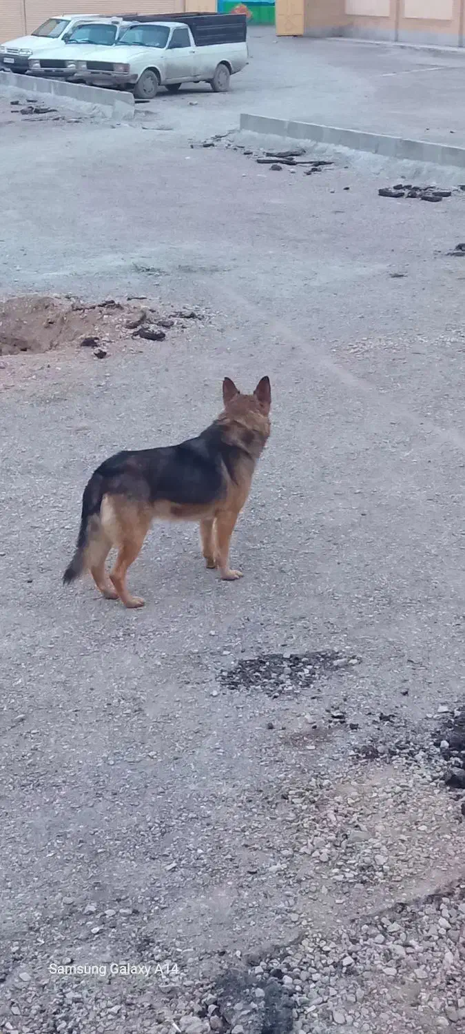 سگ ژرمن شپرد|سگ|تاکستان, |دیوار