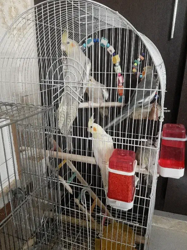 عروس هلندی نرو ماده سخنگو|پرنده|بهارستان, |دیوار