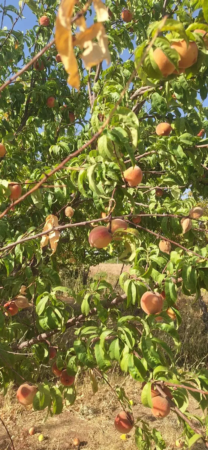 باغ ۳۰۰۰ متری|فروش زمین و ملک کلنگی|اراک, |دیوار