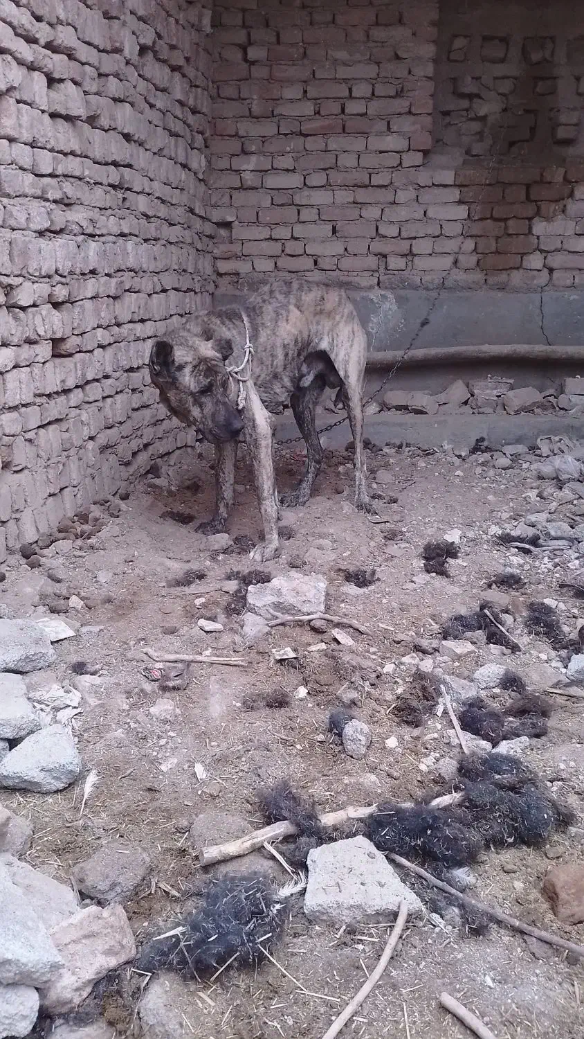 واگذاری سگ دورشت|سگ|کاشمر, |دیوار