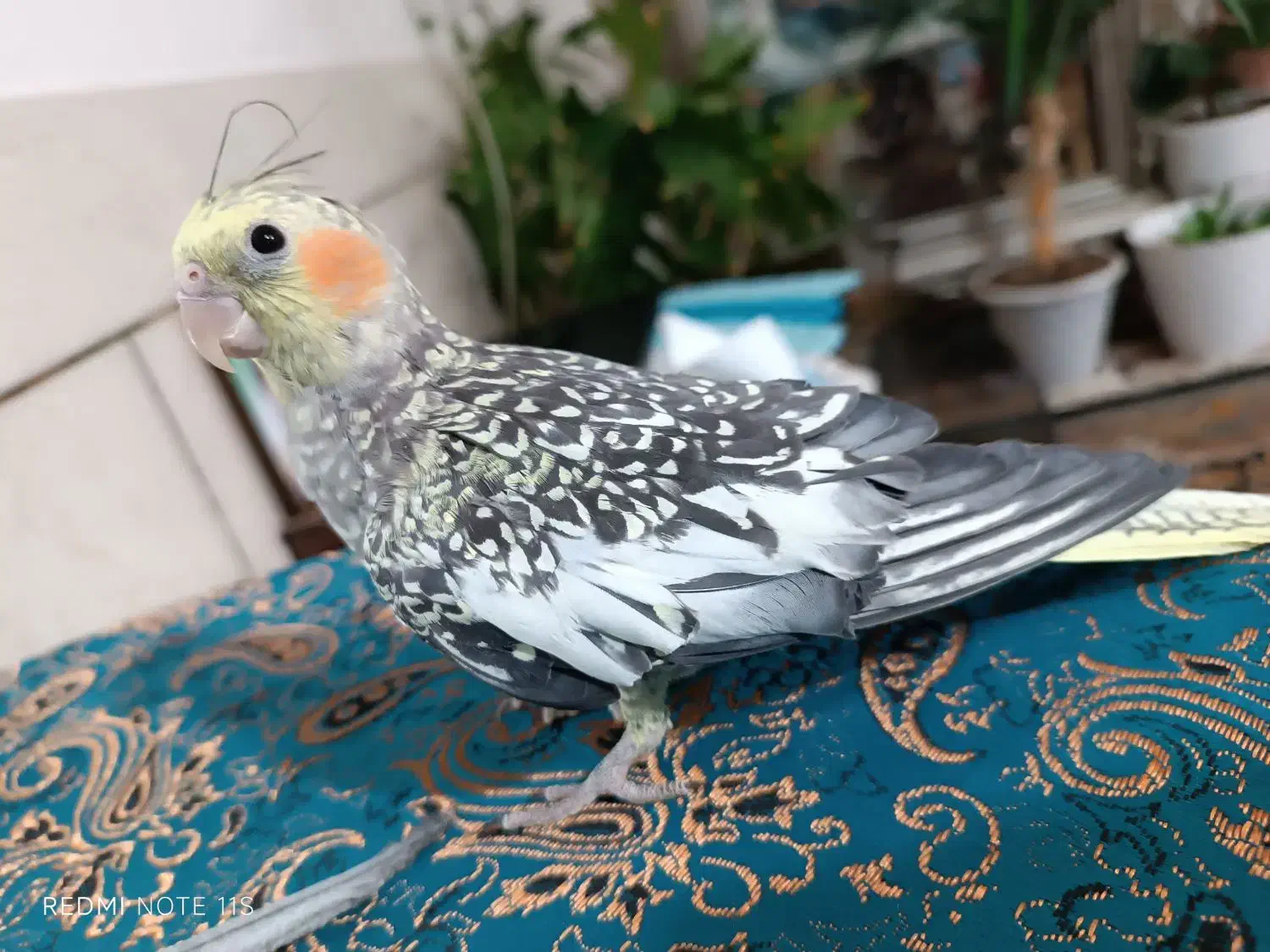 عروس هلندی تازه دون خور شده ۳ماهه|پرنده|شاهینشهر, گرگاب|دیوار