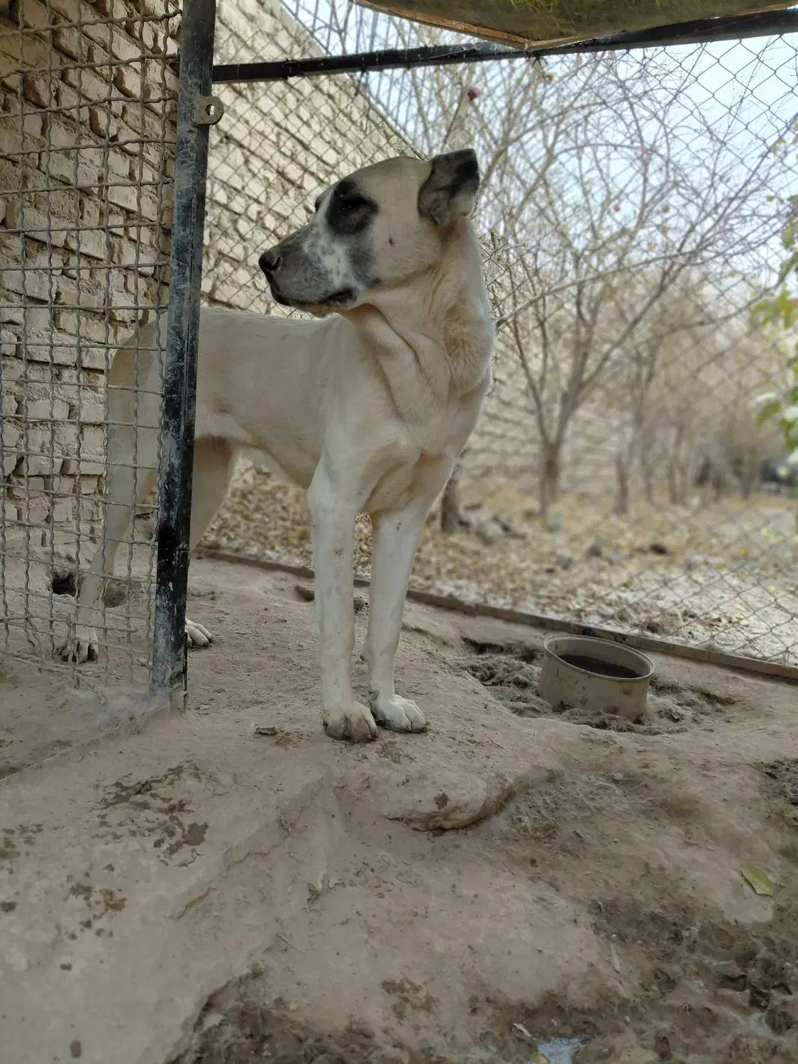 سگ ماده نگهبان افغان خراسانی سرابی الابای|سگ|شریفآباد, |دیوار