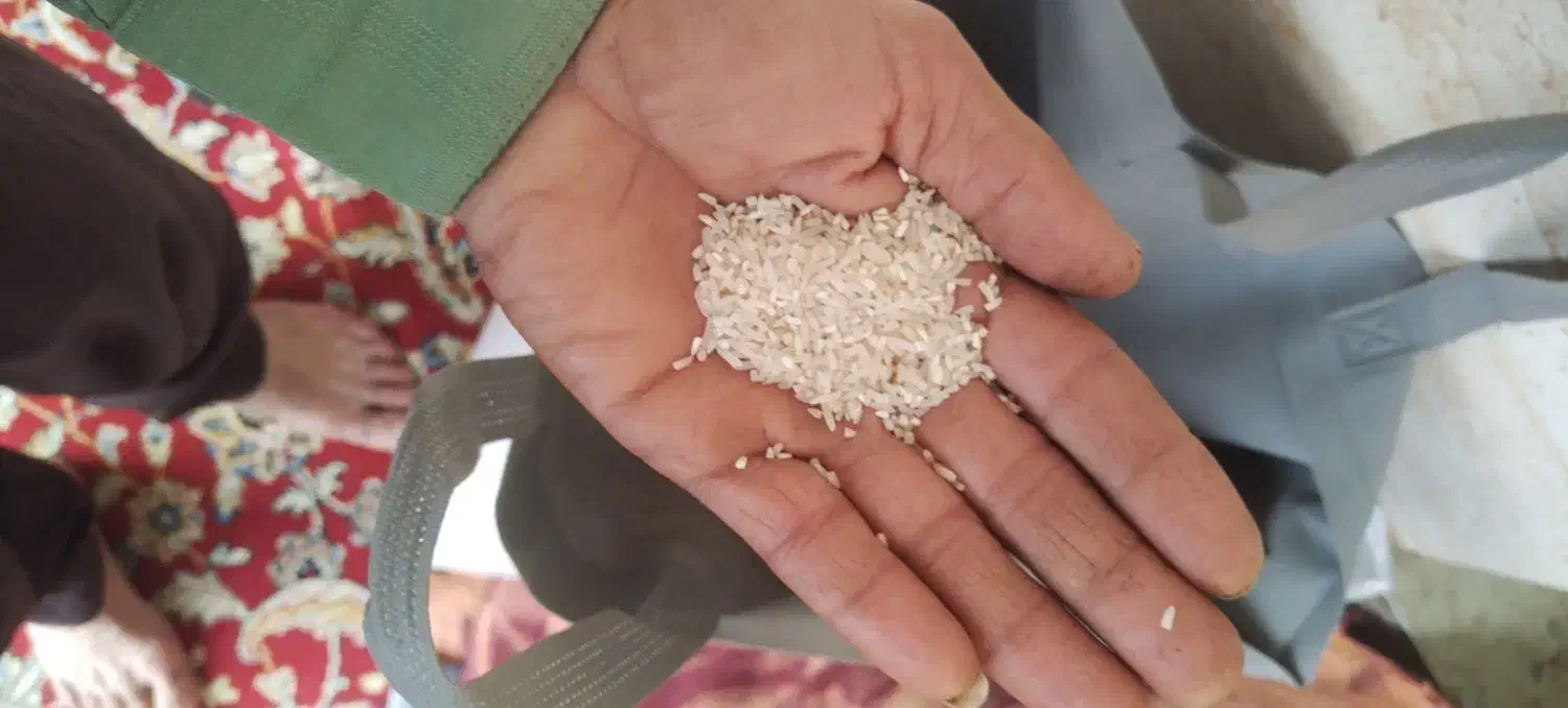 برنج فجر|عمدهفروشی|گرگان, |دیوار