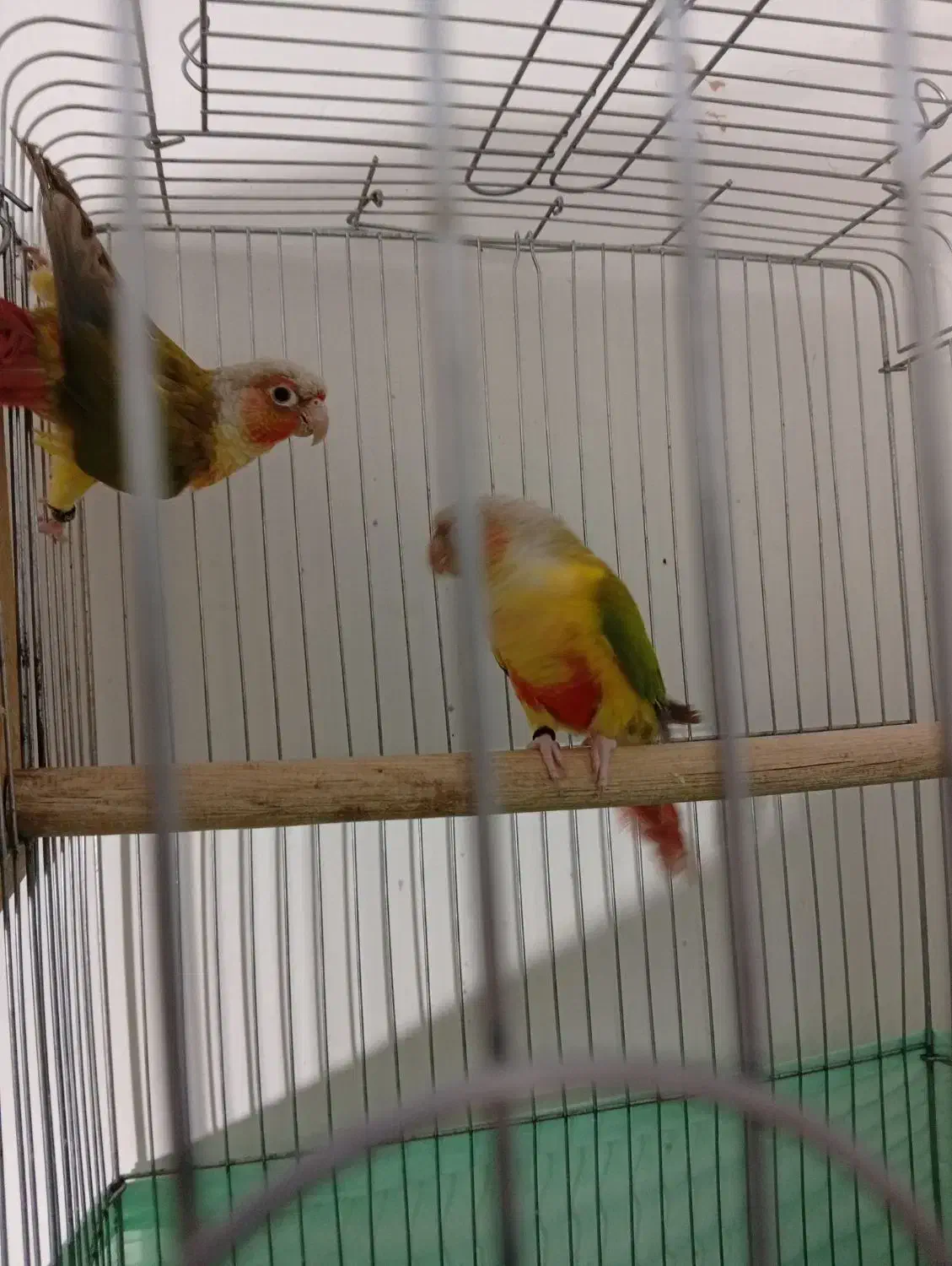 جفت گرینچیک|پرنده|سمنان, |دیوار