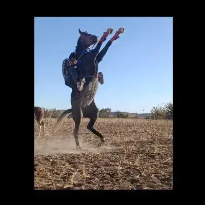 اسب مادیان کرد|اسب و تجهیزات اسبسواری|کمیجان, |دیوار