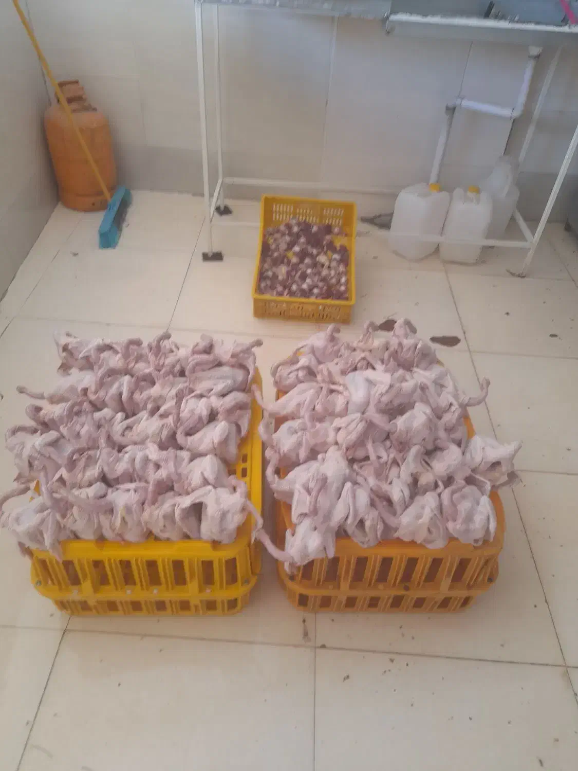 مرغ.محلی تابش|حیوانات مزرعه|دهدشت, |دیوار