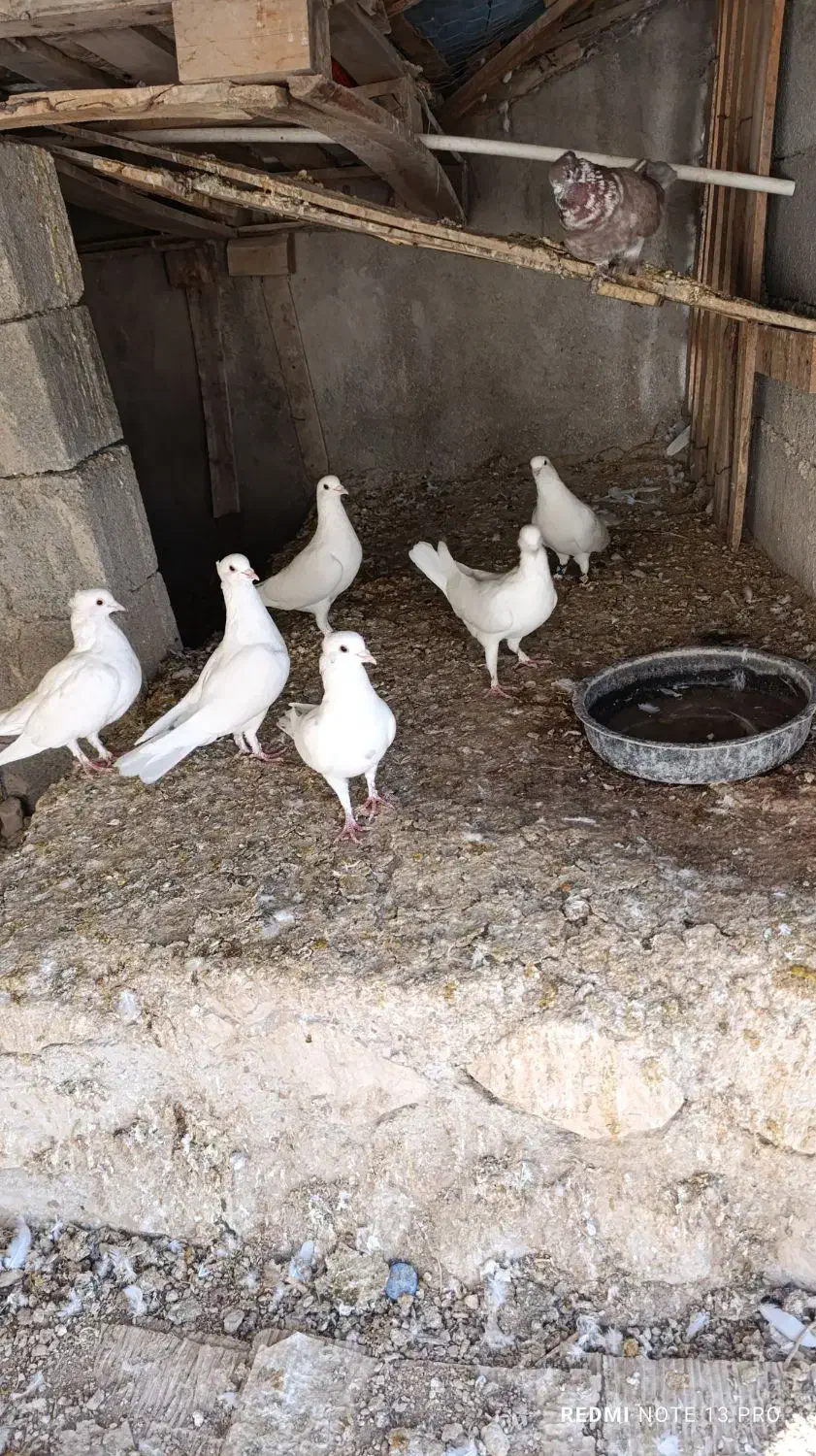 کبوتر|پرنده|وراوی, |دیوار