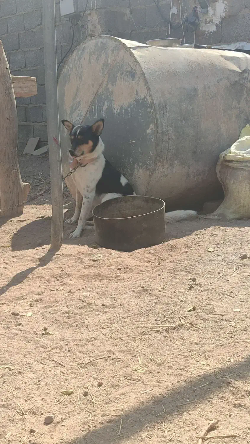 سگ پا کوتاه|سگ|سیرجان, |دیوار