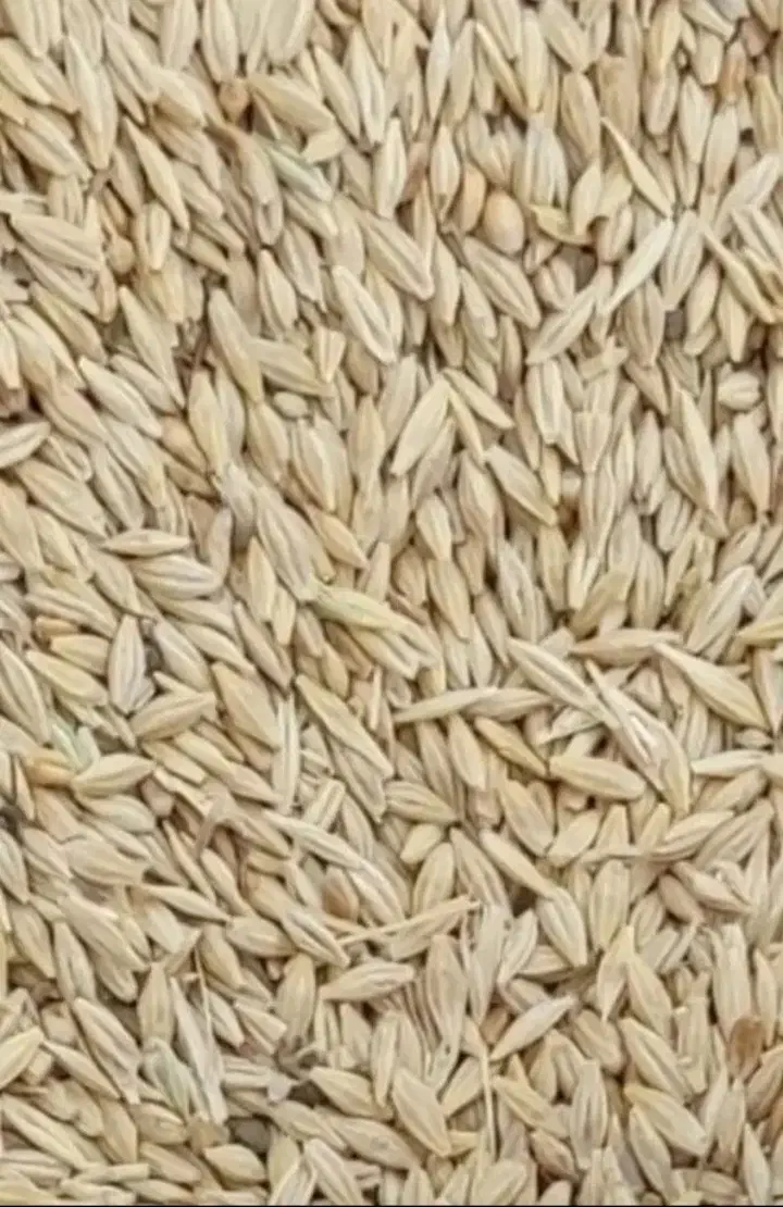 جوو|حیوانات مزرعه|همدان, |دیوار