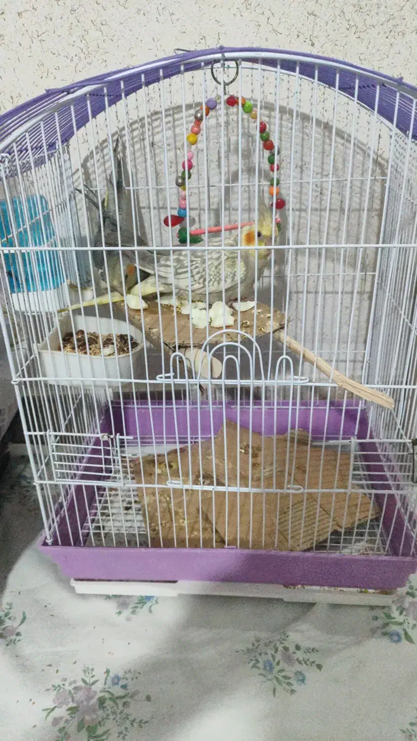 عروس هلندی|پرنده|تهران, اسکندری|دیوار