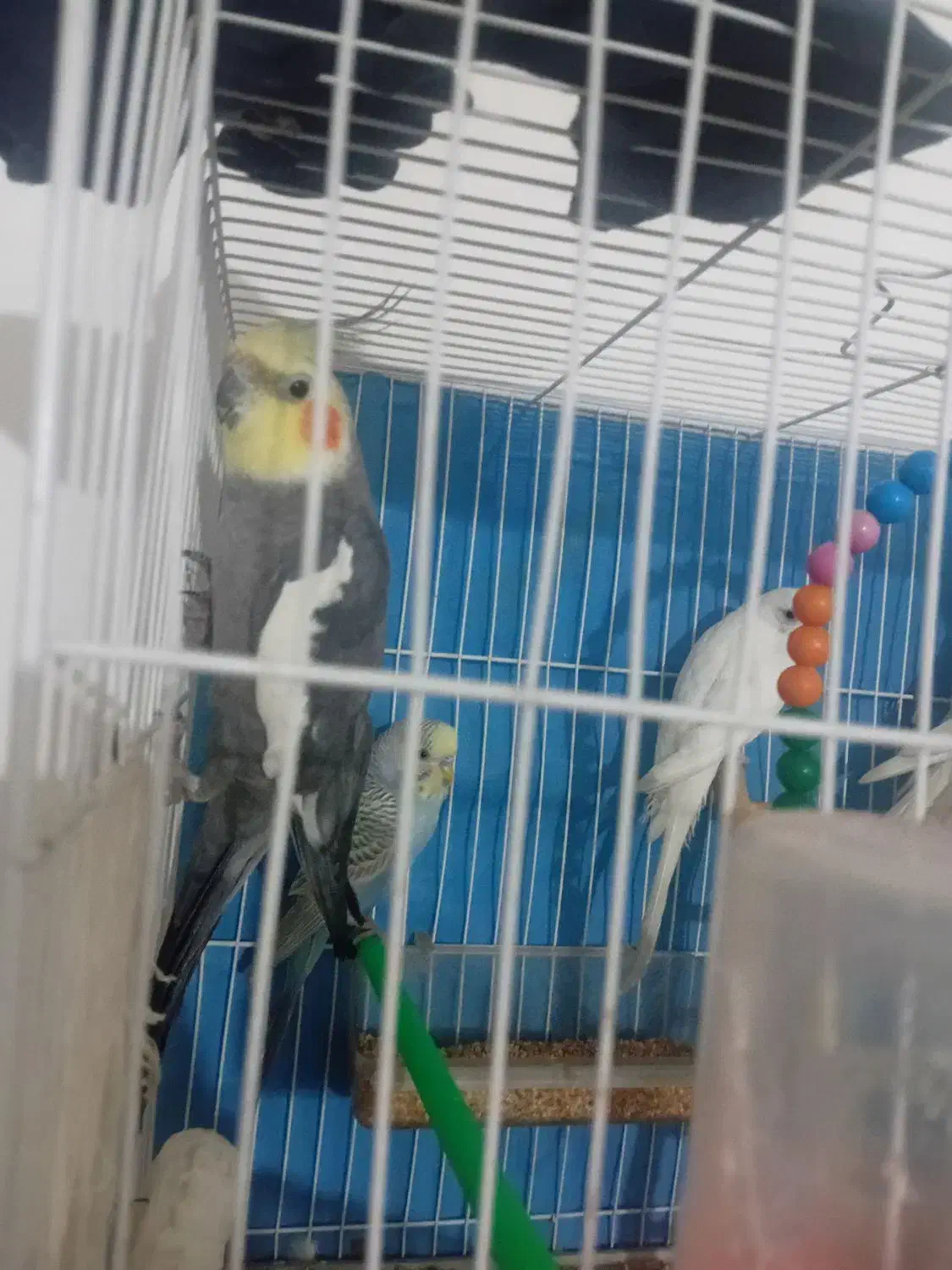 عروس و مرغ عشق|پرنده|مشهد, نیزه|دیوار