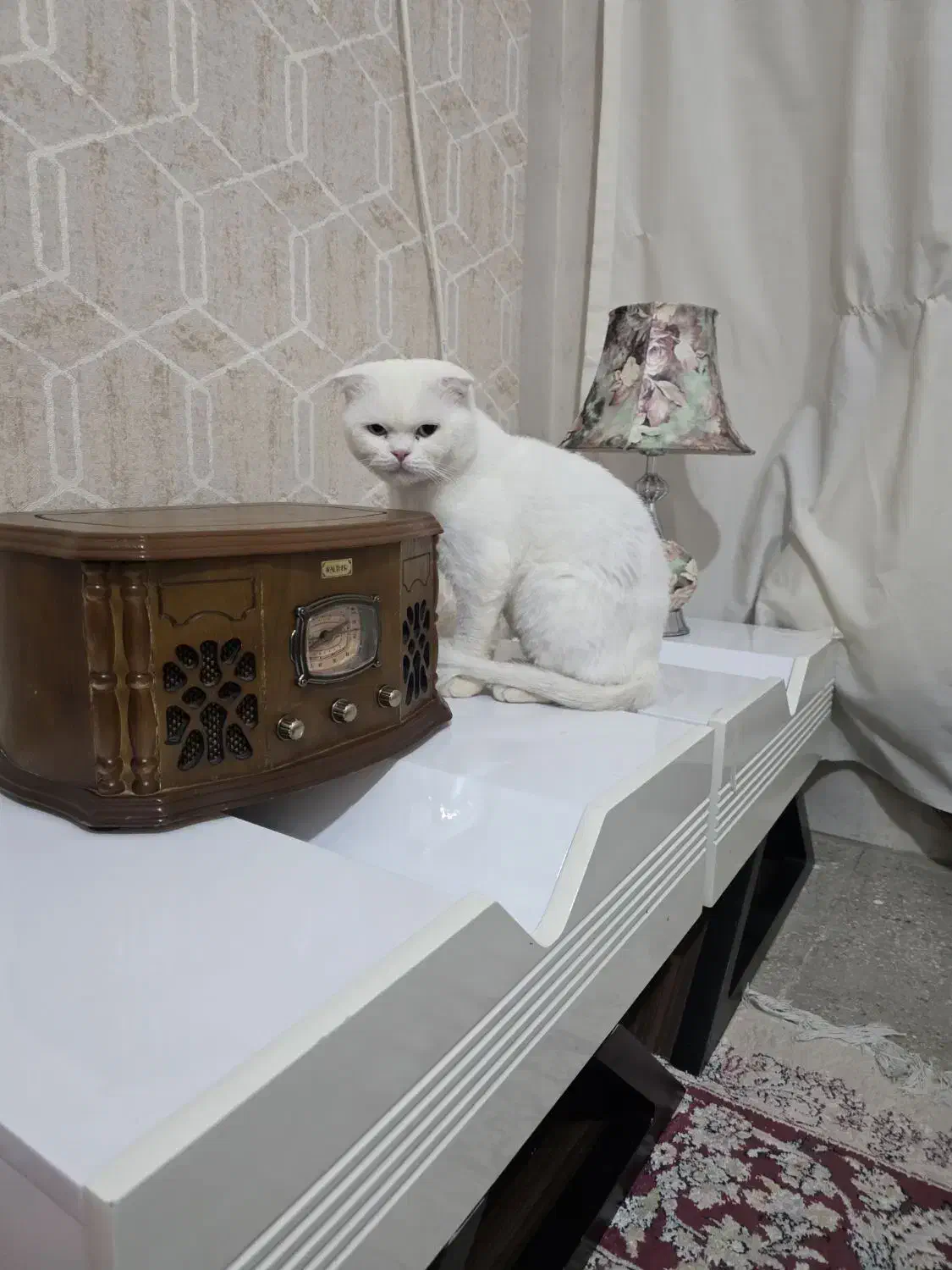 گربه اسکاتیش نر|گربه|قم, بنیاد|دیوار