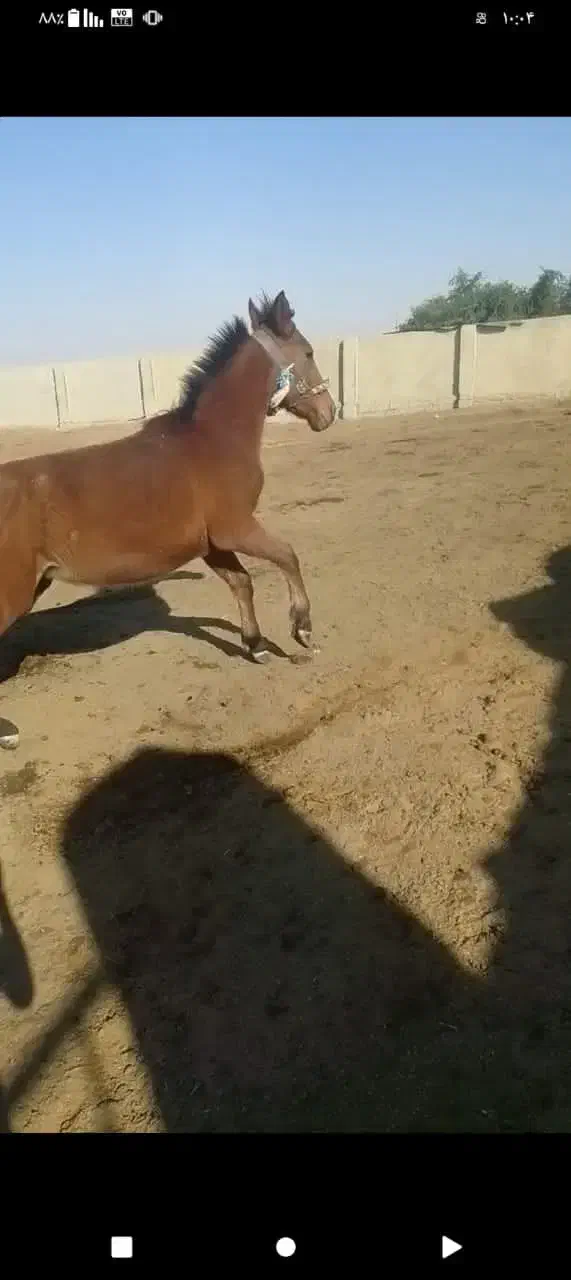 برا فروش|اسب و تجهیزات اسب‌سواری|رامشیر, |دیوار