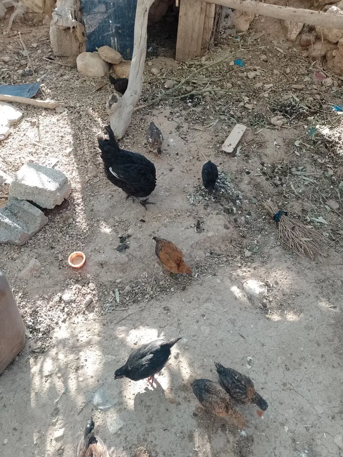 مرغ و جوجه|حیوانات مزرعه|سرپل ذهاب, |دیوار