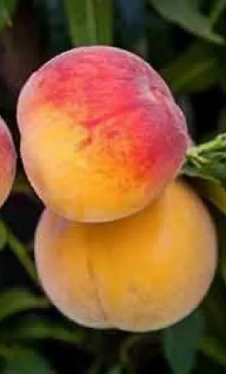 پیش فروش نهال هلو جوادی|خدمات باغبانی و درختکاری|فرخ‌شهر, |دیوار