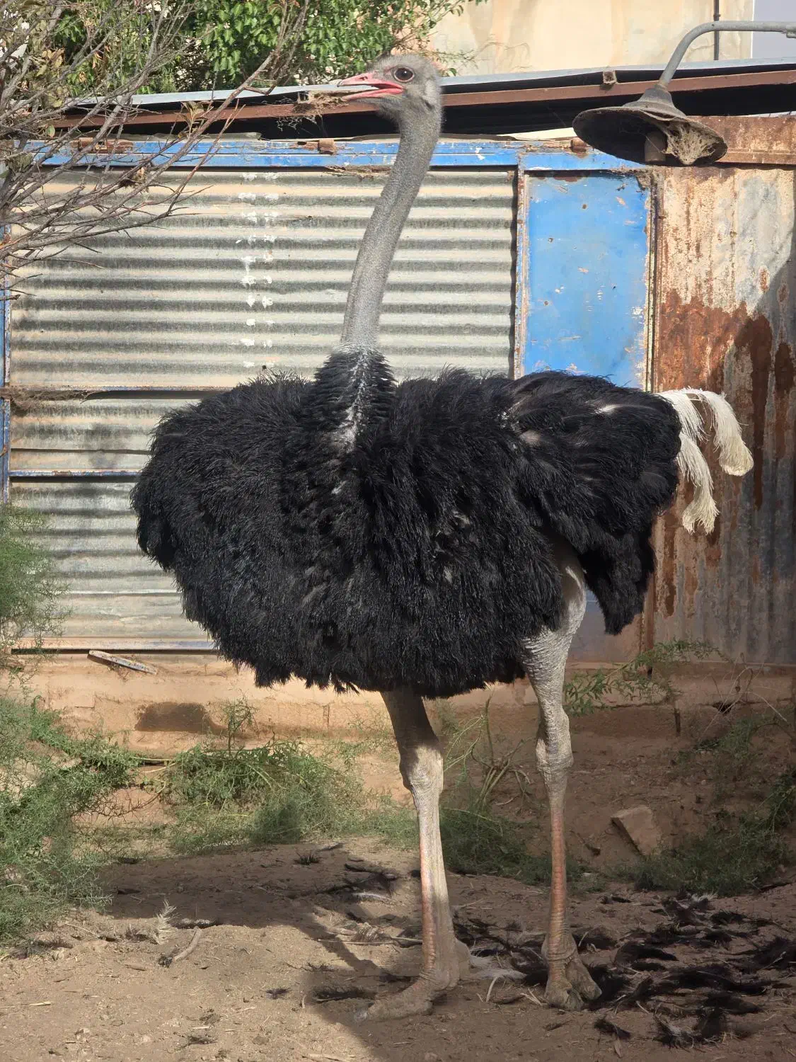 شترمرغ مولد نر ۴سال تخمی وگوشتی|حیوانات مزرعه|کرمان, |دیوار