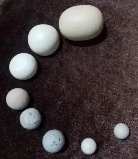 shahab|جواهرات|اردبیل, |دیوار