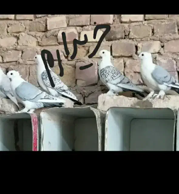 کبوتر پشت آبی|پرنده|نرماشیر, |دیوار