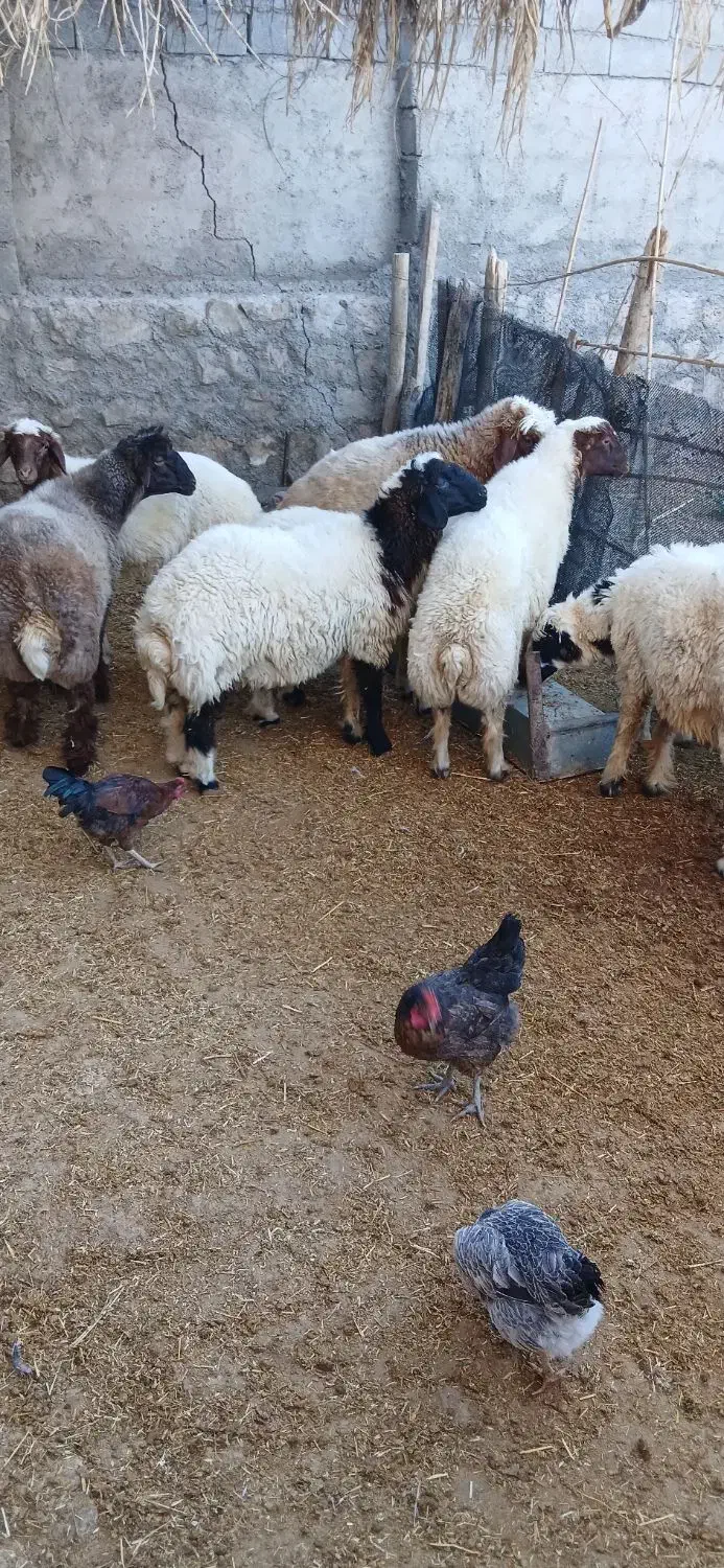 بره نر|حیوانات مزرعه|شباب, |دیوار