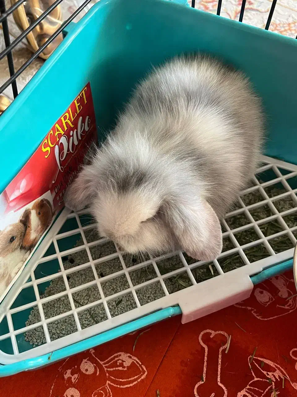 خرگوش لوپ یک ماهه بازیگوش|موش و خرگوش|اصفهان, سپاهان‌شهر|دیوار