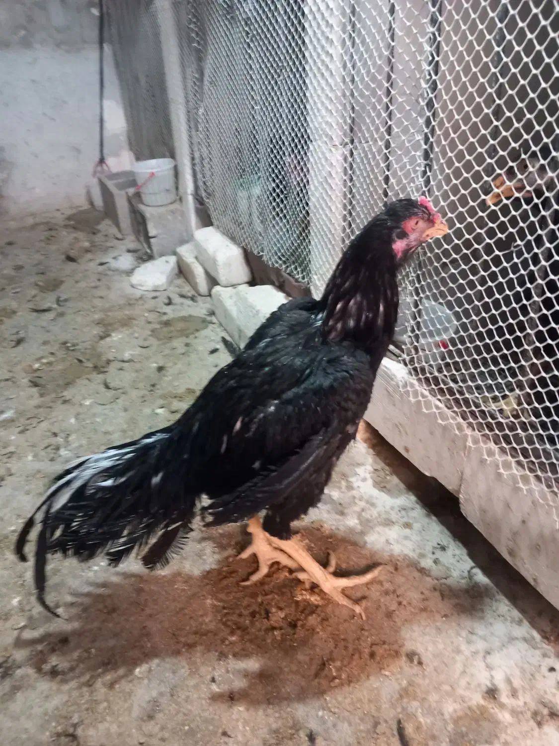 چند عدد خروس لاری|حیوانات مزرعه|میاندوآب, |دیوار