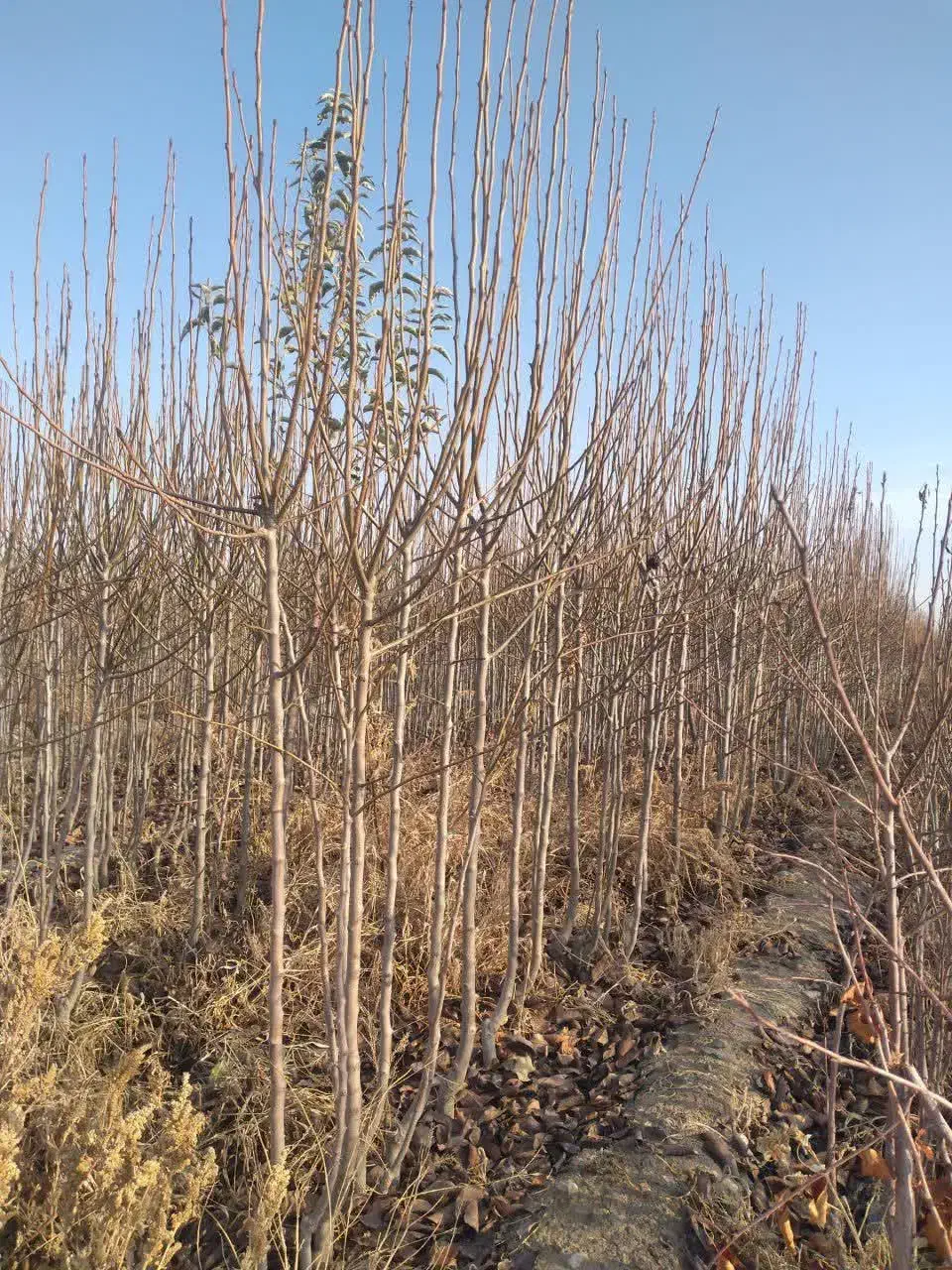 نهال|خدمات باغبانی و درختکاری|چناران, |دیوار