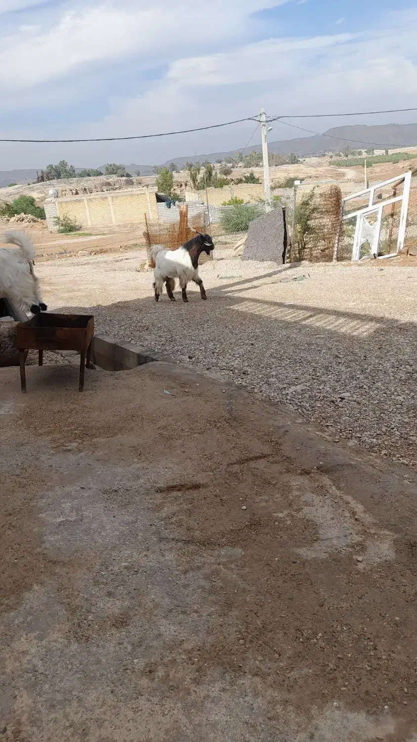 یک عدد بز نر.|حیوانات مزرعه|شوشتر, |دیوار