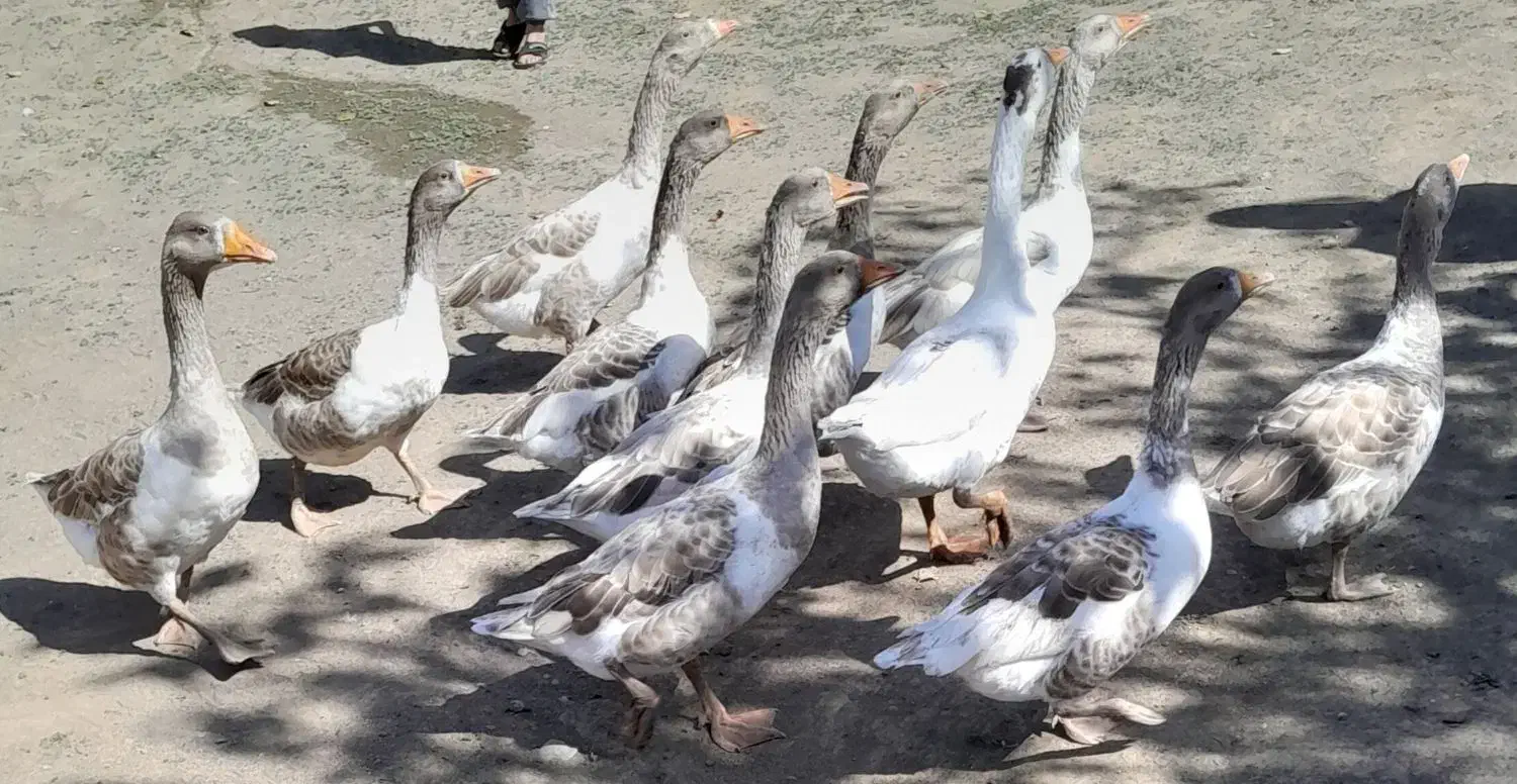 غاز محلی|حیوانات مزرعه|انگوت, |دیوار