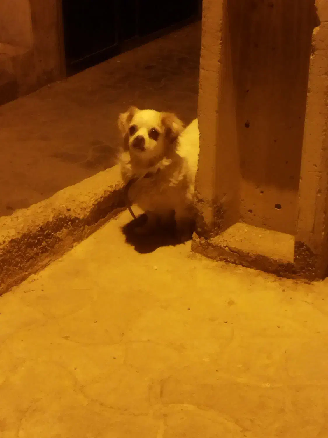 معاوضه سگ با چیزی که به کارم بیاد|سگ|سمنان, |دیوار