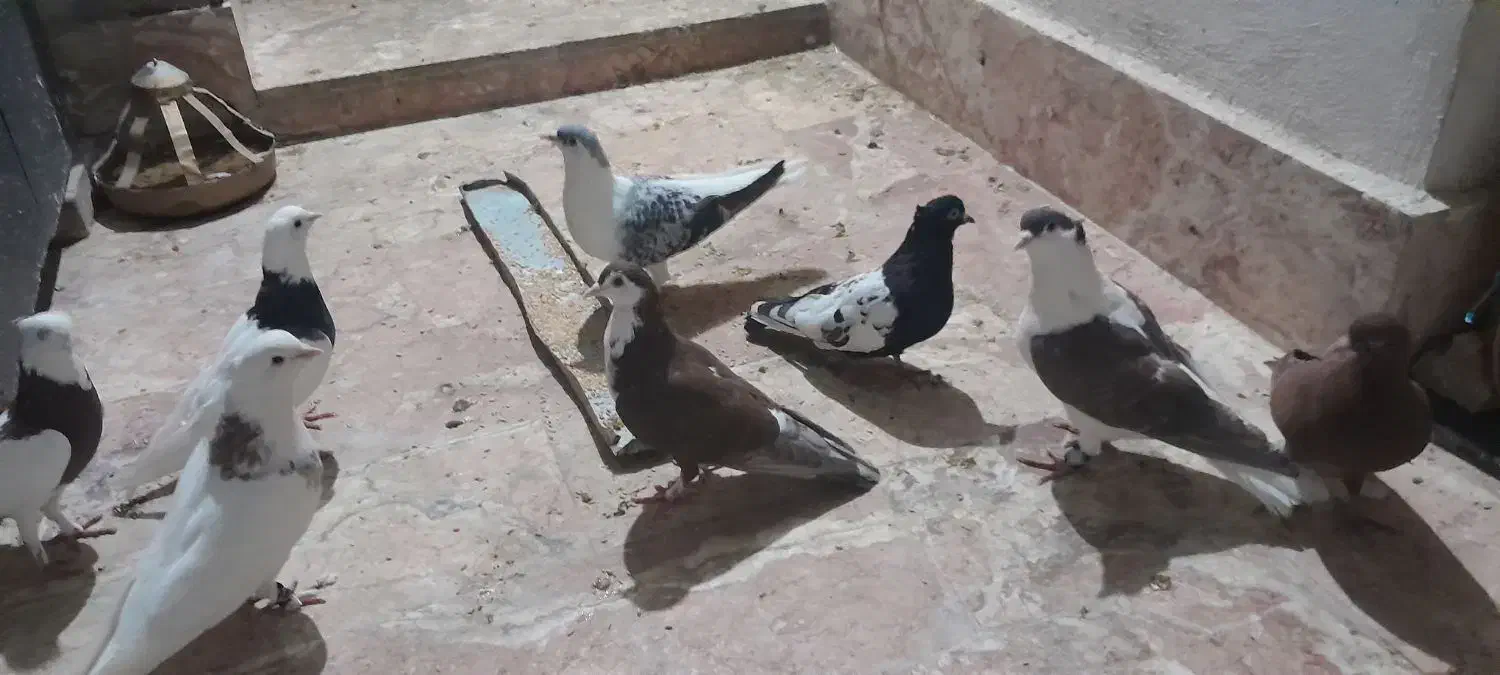 کفتر|پرنده|مشهد, شهید علی محمدی|دیوار