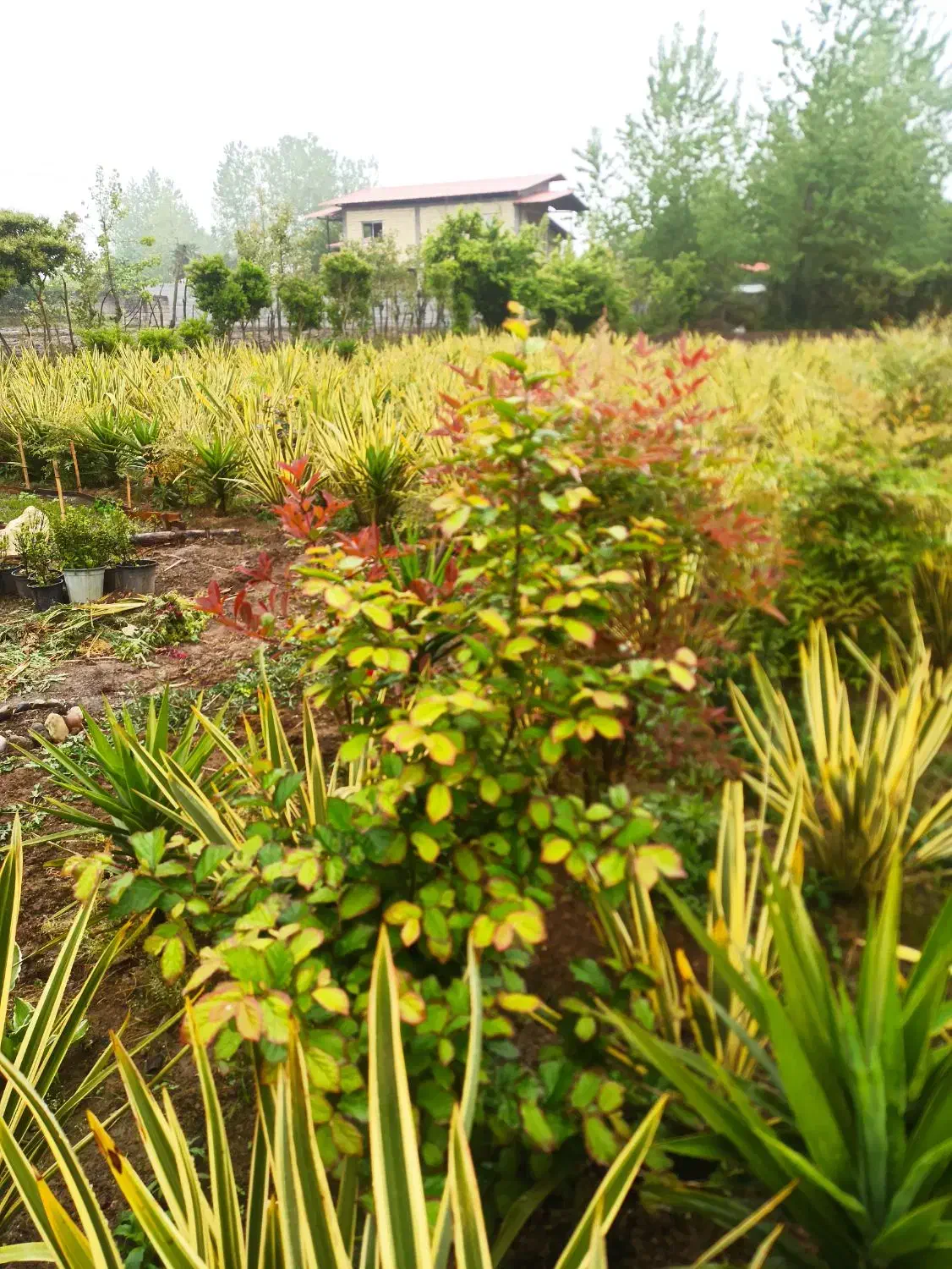 گل کنفی نیوزیلندی(مشیری ابلق)|گل و گیاه طبیعی|نشتارود, |دیوار