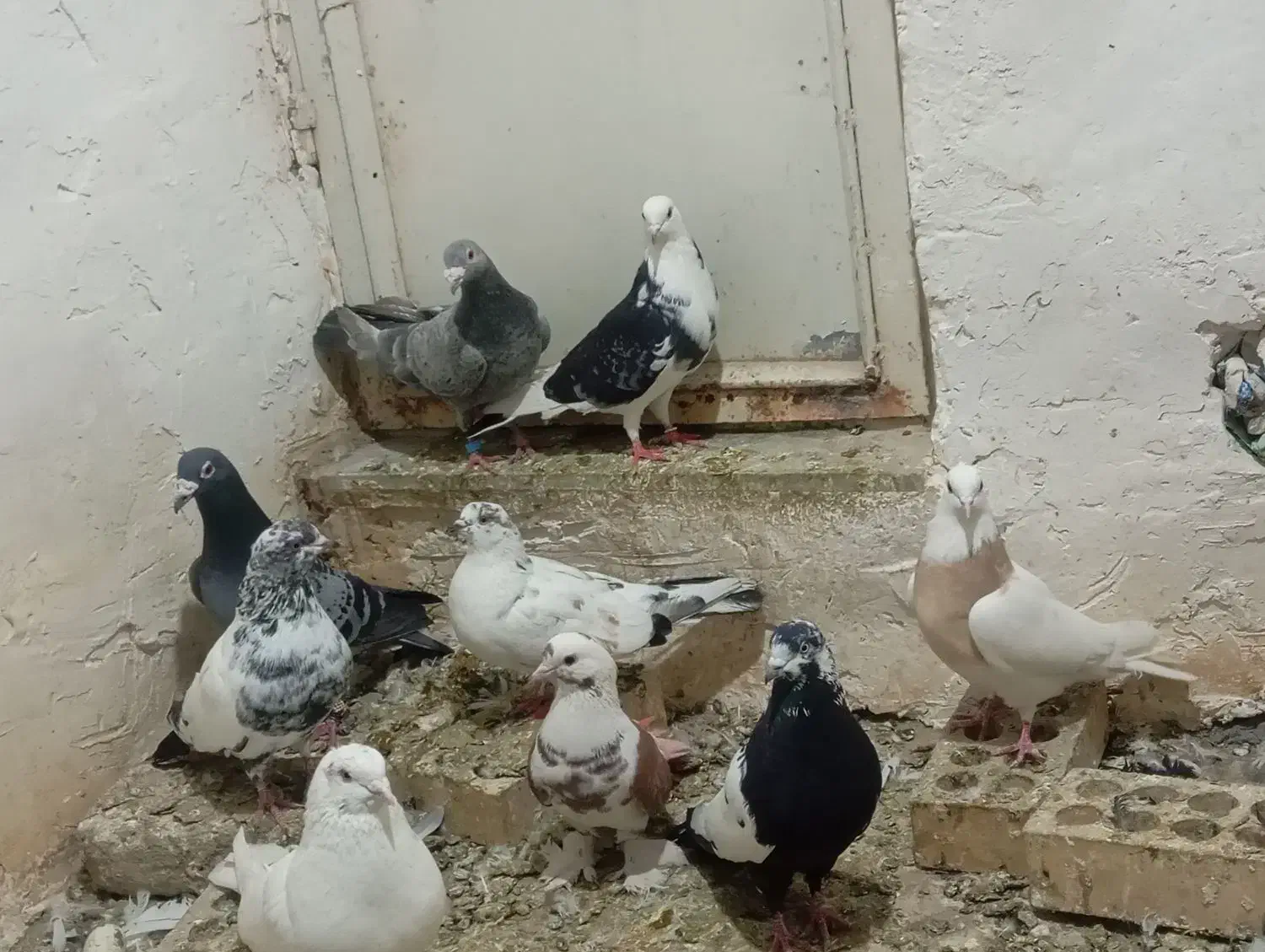 کبوتر|پرنده|کبودرآهنگ, |دیوار