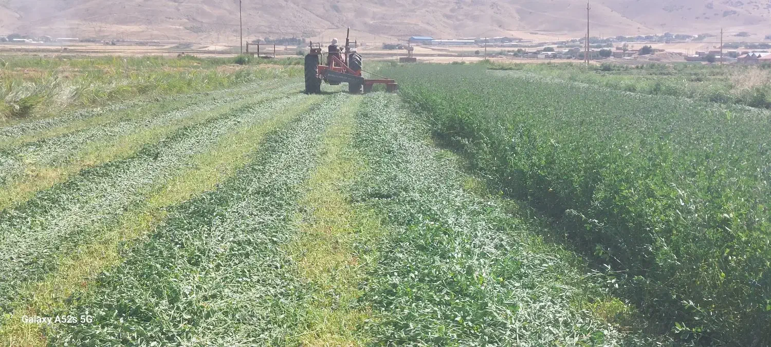 یونجه درجه یک|حیوانات مزرعه|دورود, |دیوار