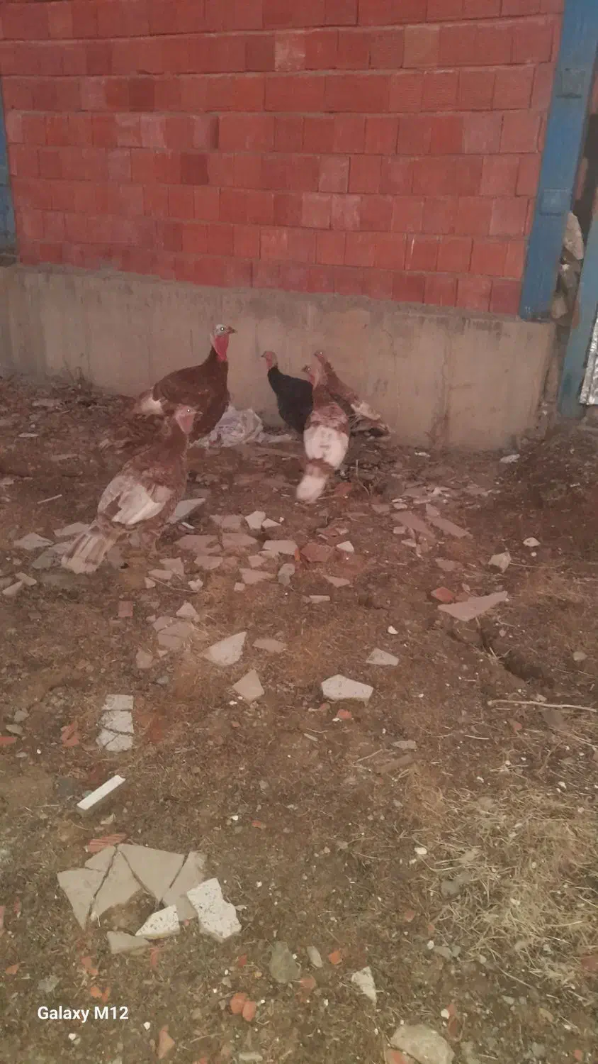 بوقلمون(قه لی خومالی)|حیوانات مزرعه|مریوان, |دیوار