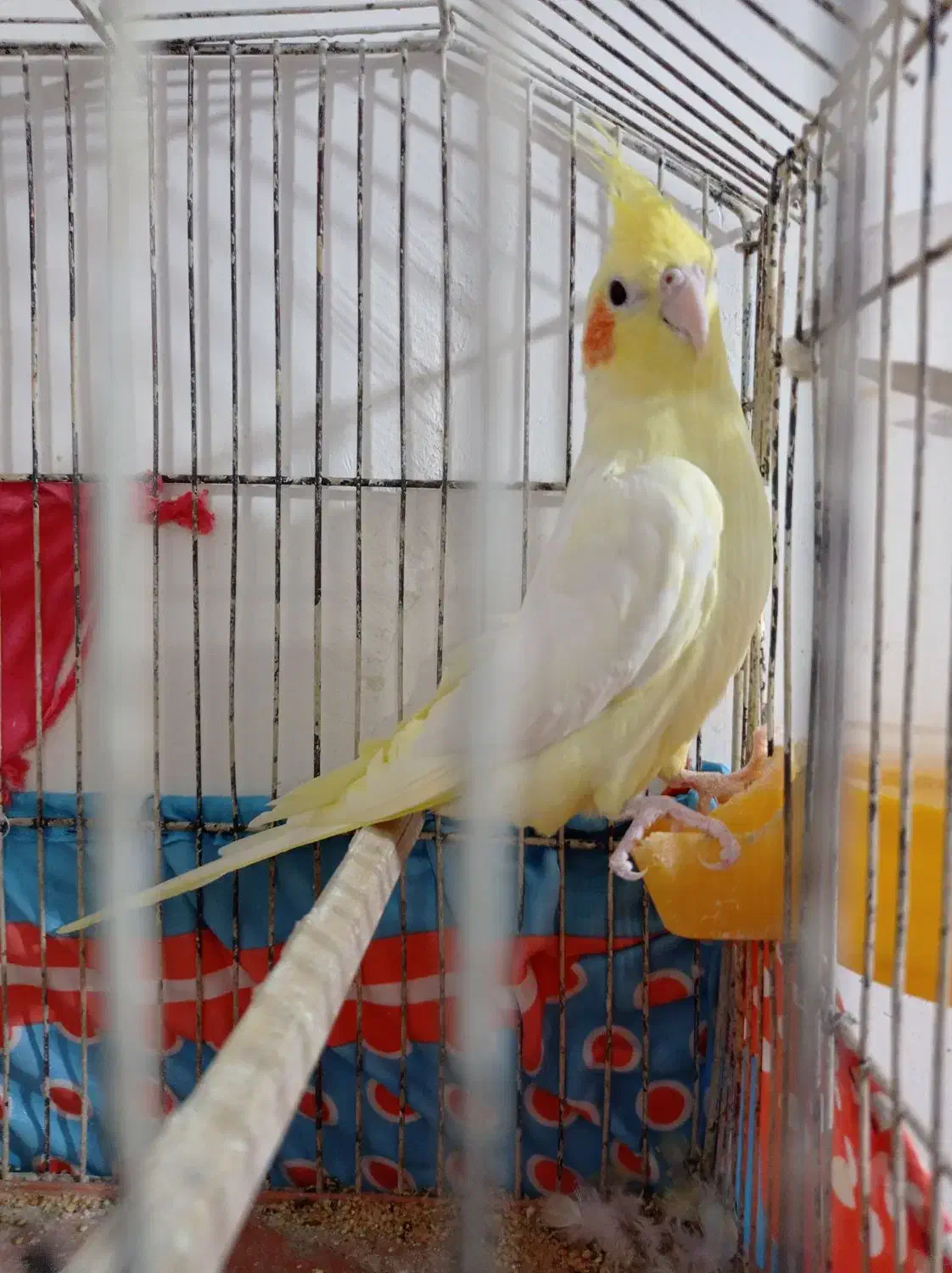 عروس هلندی|پرنده|خورموج, |دیوار