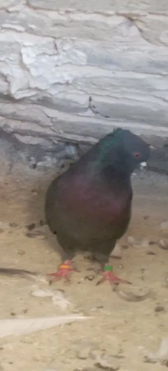 کبوتر سیاه|پرنده|نورآباد, |دیوار