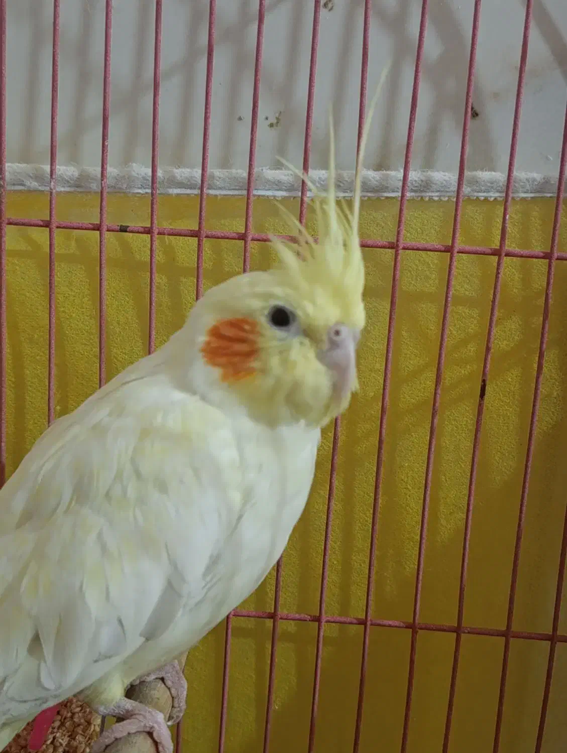 عروس هلندی|پرنده|خرمشهر, |دیوار