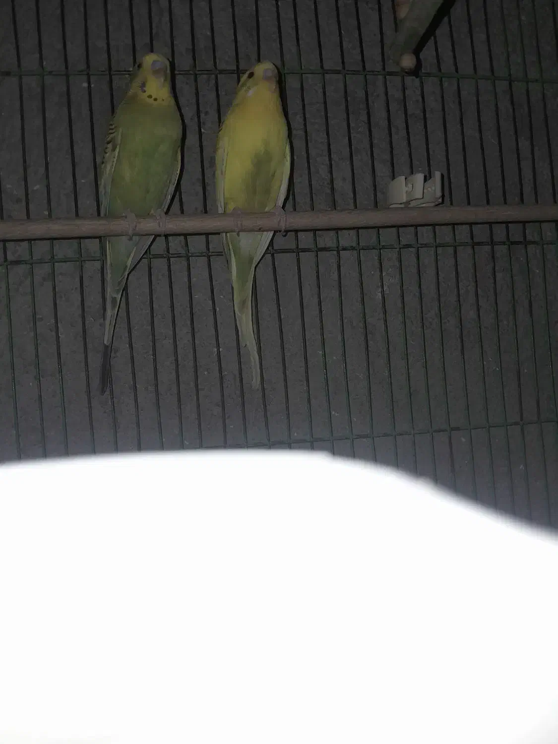 برایه فروش|پرنده|چاروسا, |دیوار