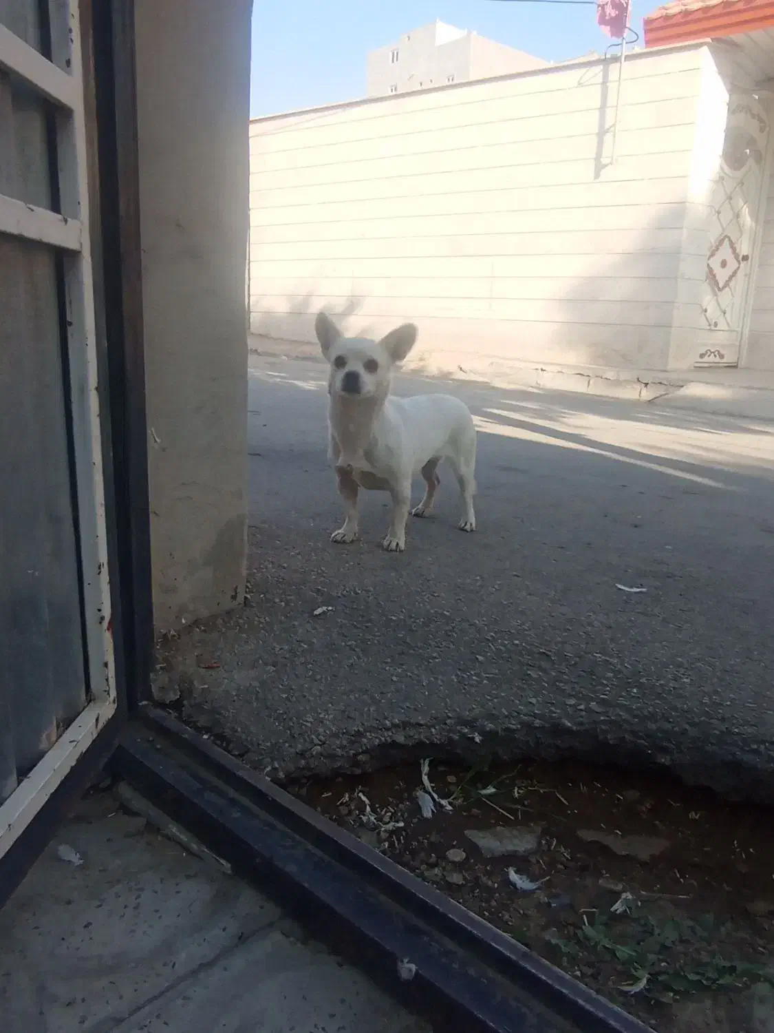 شیوا اشپیتز ماده|سگ|محمدیه-قزوین, |دیوار