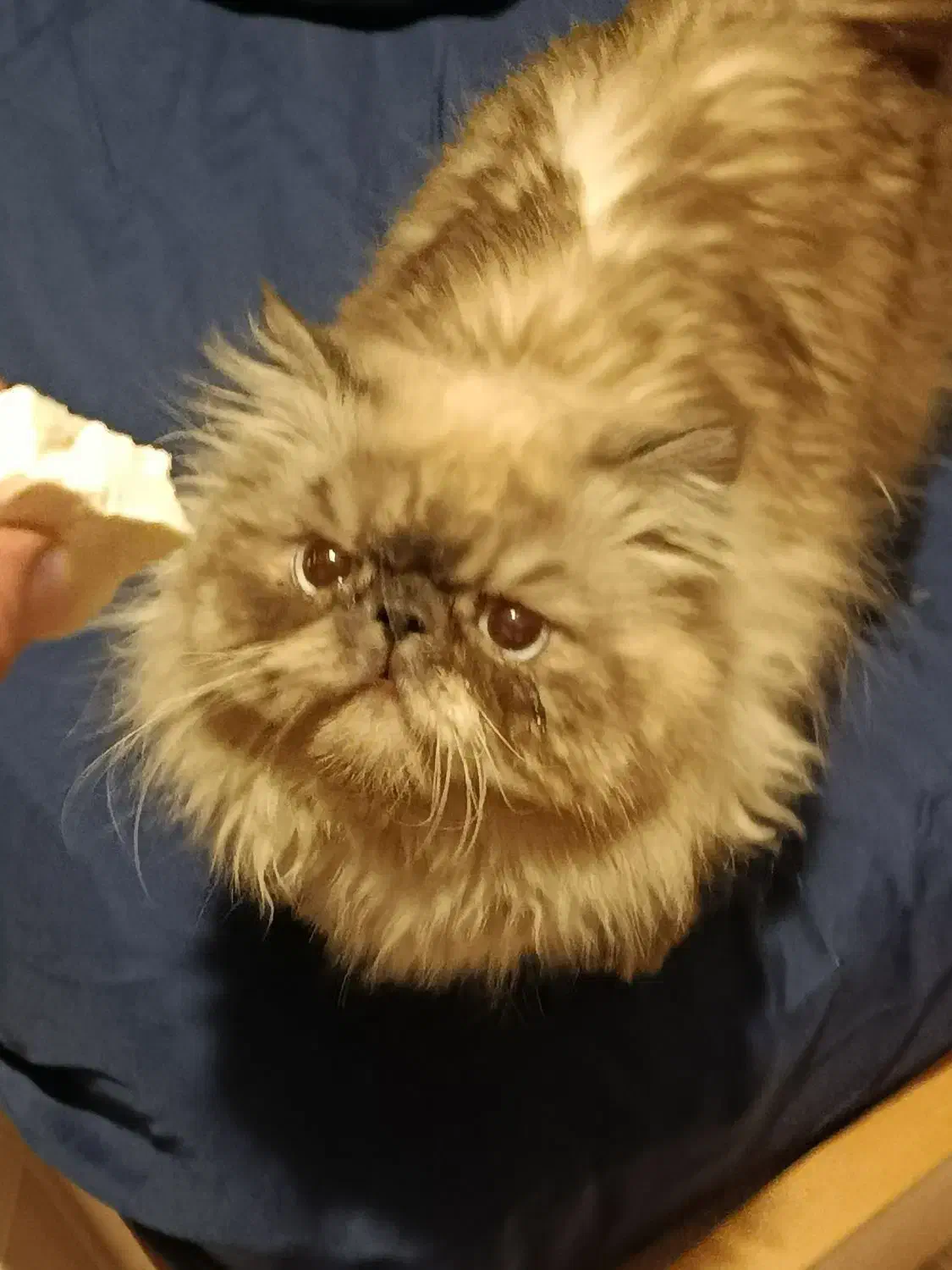 گربه پرشین هیمالیا|گربه|شاهینشهر, خانه کارگر|دیوار