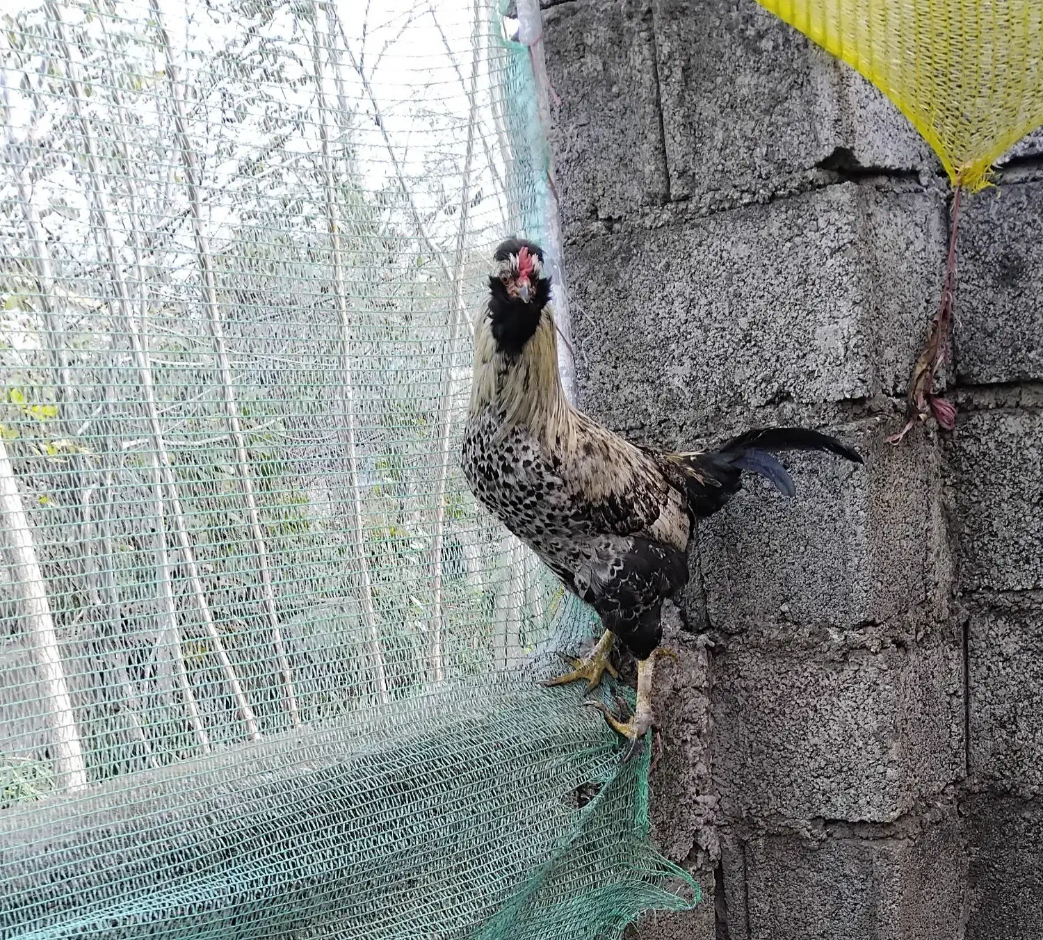 خروس تزئینی گُلین|حیوانات مزرعه|رضوانشهر, |دیوار