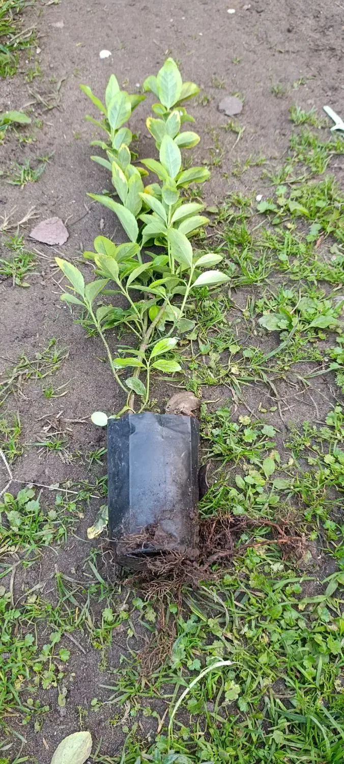 شمشاد طلایی|گل و گیاه طبیعی|خمام, |دیوار