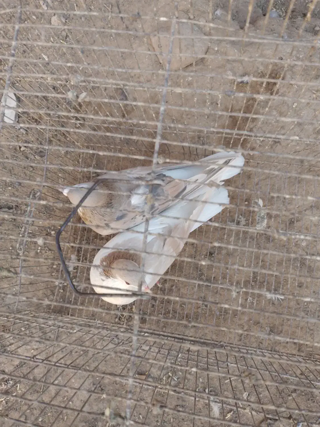 سهده هفترنگ|پرنده|سبزوار, قصبه شرقی|دیوار