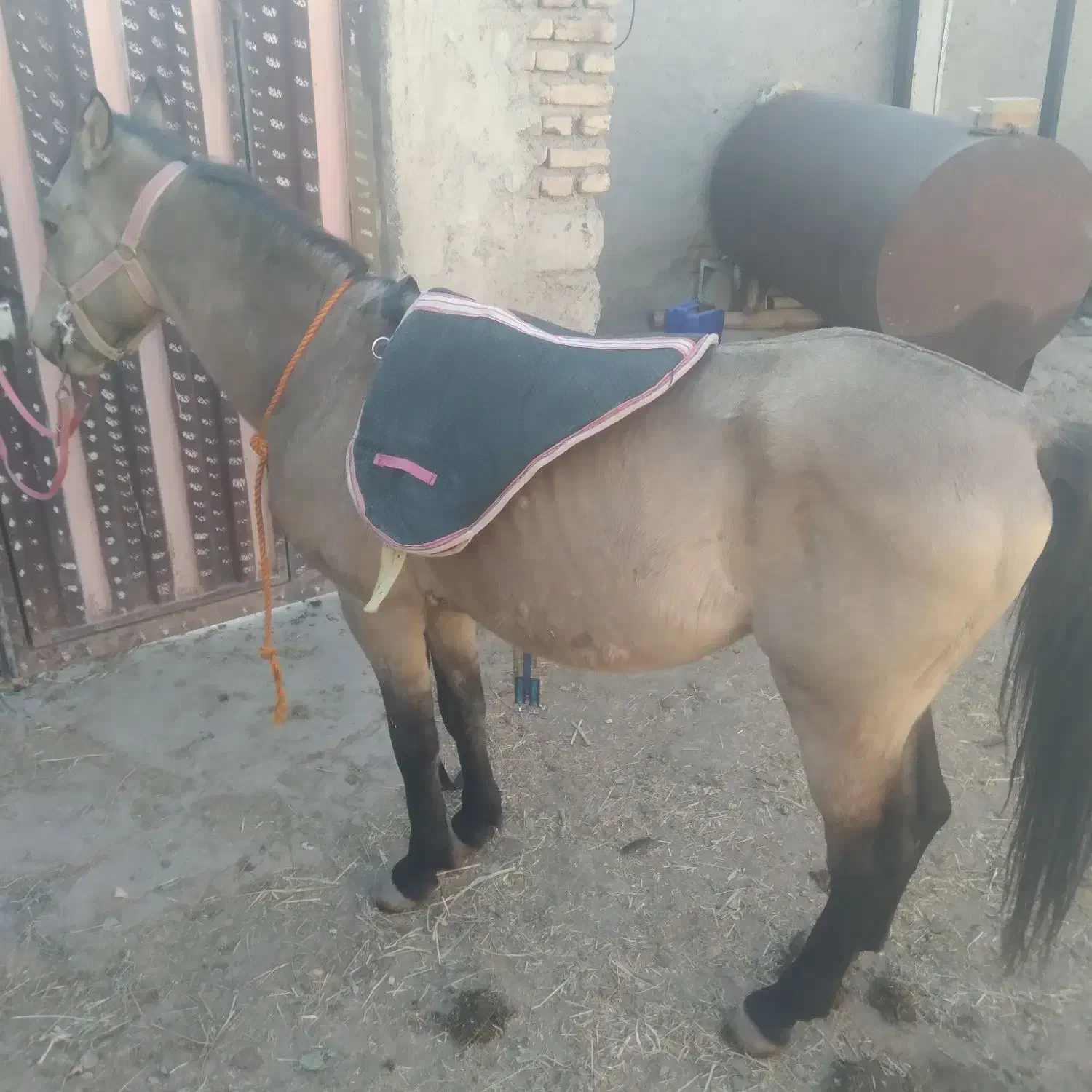 اسب سمند یورگا|اسب و تجهیزات اسب‌سواری|سراب, |دیوار