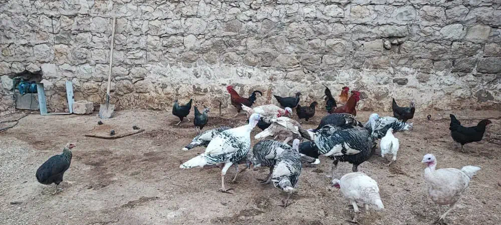 فروش بوقلمون محلی نر و ماده|حیوانات مزرعه|اندیمشک, |دیوار