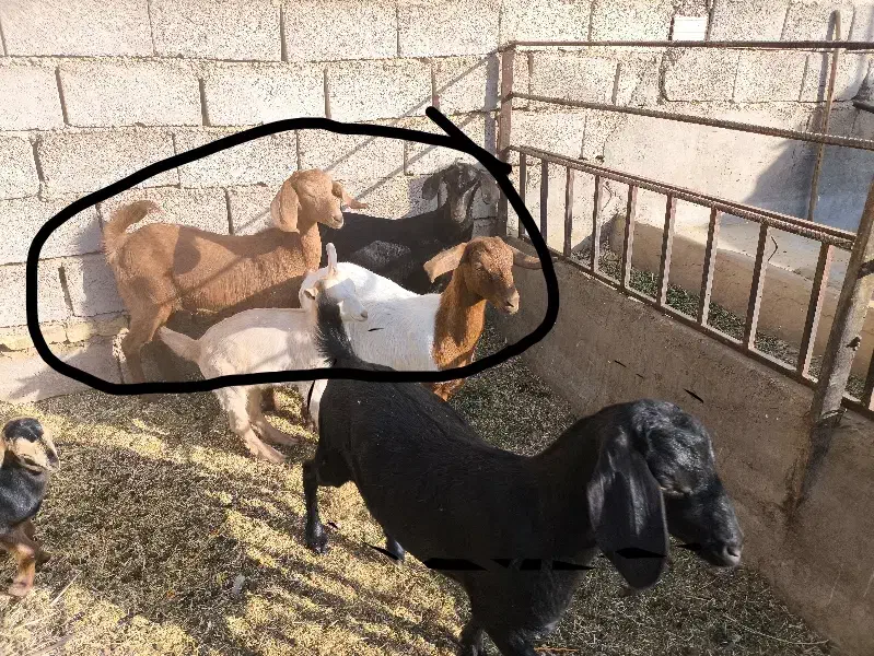 فروش سه بزغاله ماده|حیوانات مزرعه|خور (اصفهان), |دیوار