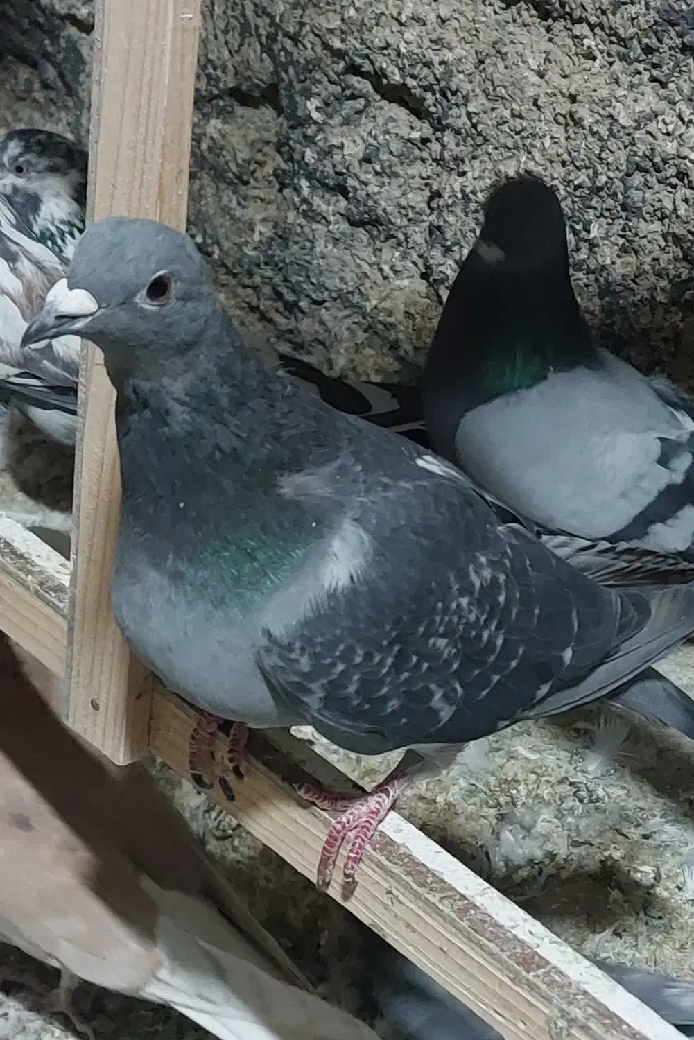 کفتر تهرانی و قمی و پاکستانی|پرنده|ری, شهرک نظامی|دیوار